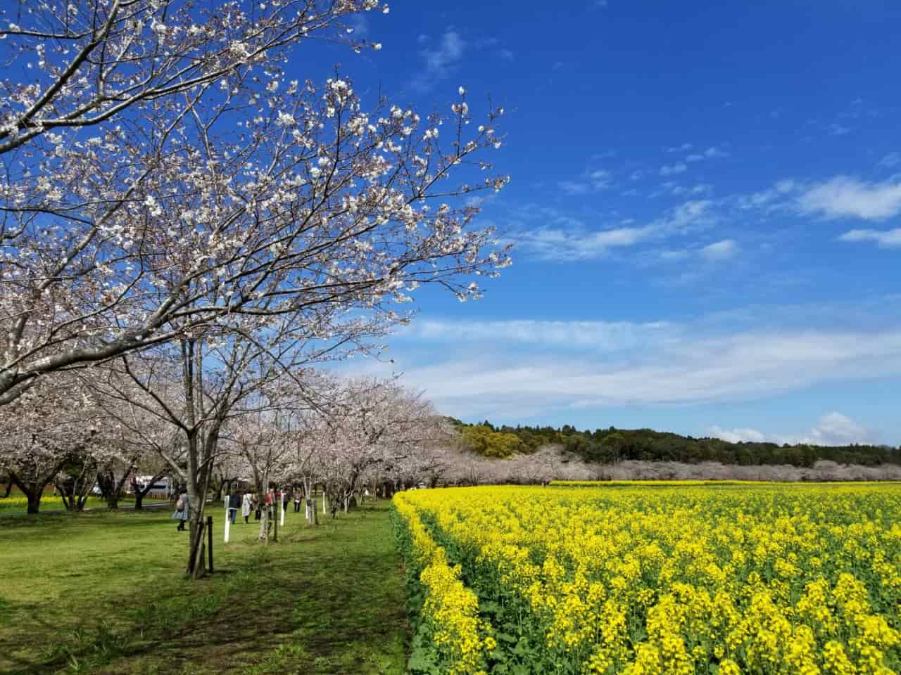 桜イメージ画像